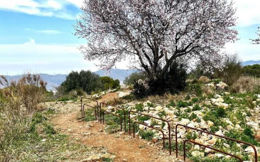 Projecte de millora del Turó de Can Bech (Barcelona)