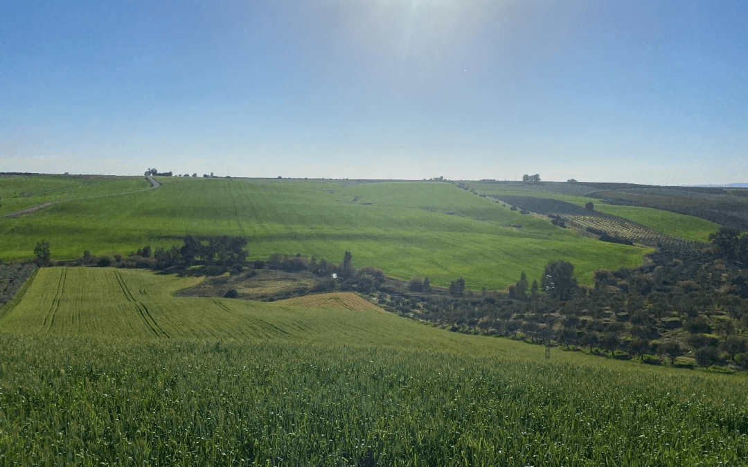 Integració ecològica, ambiental i paisatgística d’un parc solar fotovoltaic a Guadalcázar